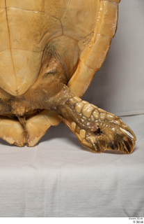 Turtle 8 leg 0025.jpg